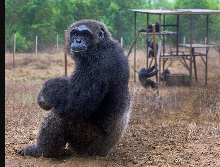 Tchimpounga Chimpanzee Sanctuary, Near Pointe-Noire, DR Congo